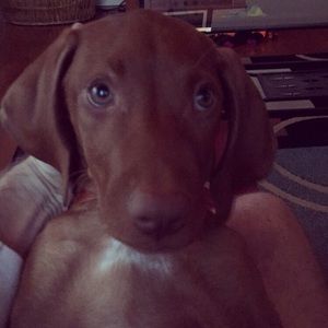 Meet your Posher, Laura